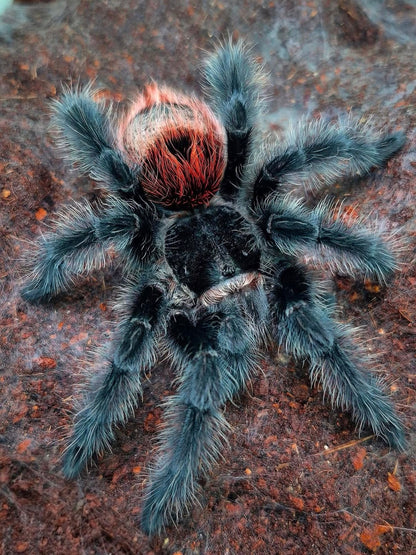 Grammostola iheringi - Brazilian Black and Red - In STOCK!