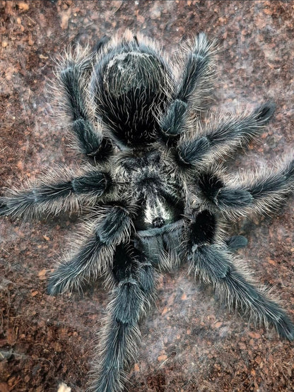 Grammostola Grossa - Brazilian Silver Bird-Eater - For Sale