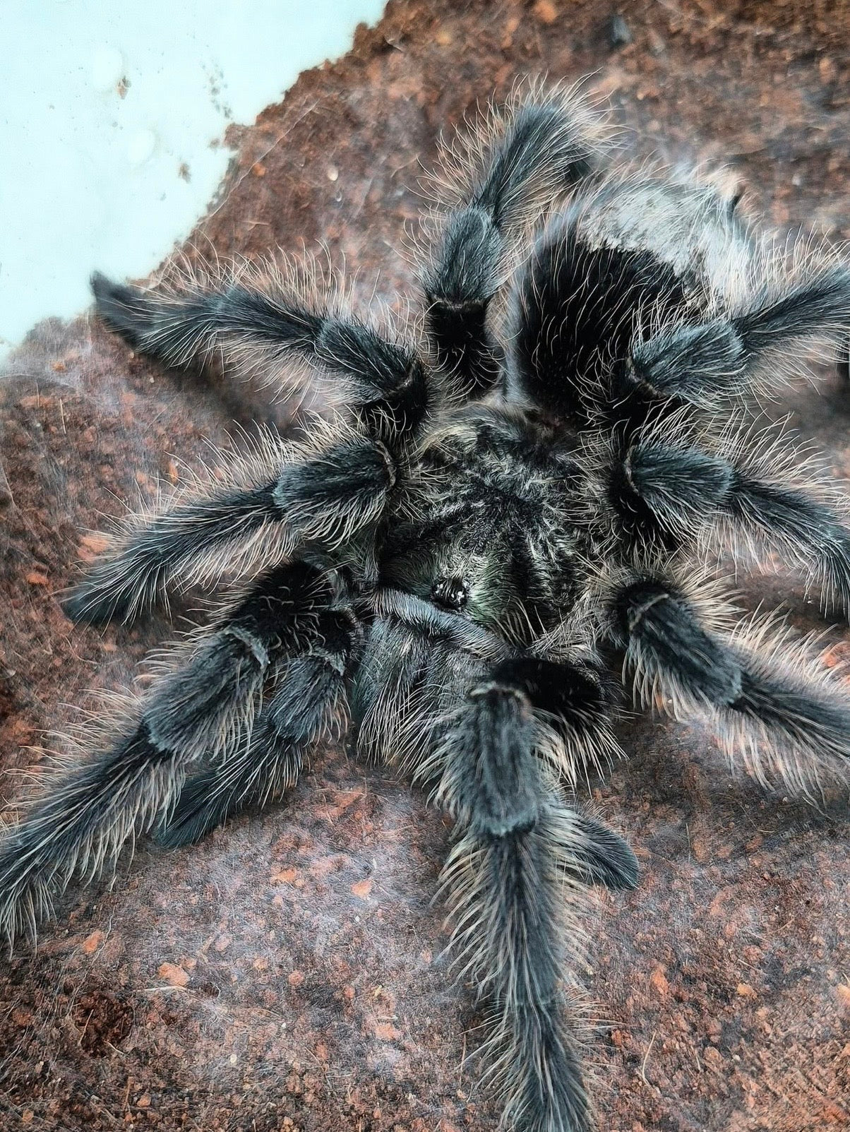 Grammostola Grossa - Brazilian Silver Bird-Eater - For Sale