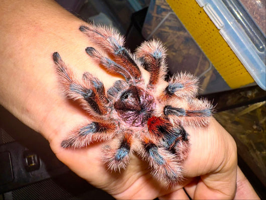 Phrixotrichus scrofa - Chilean Pink Burst Tarantula - EXTREMELY RARE!