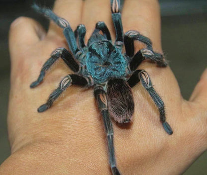 Euathlus sp. Hermosa - Dusky Teal Beauty - For Sale