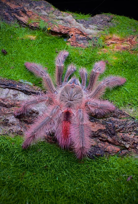 Iridopelma Hirsutum - Amazon Pink Ribbon - Rare Pinktoe For Sale!