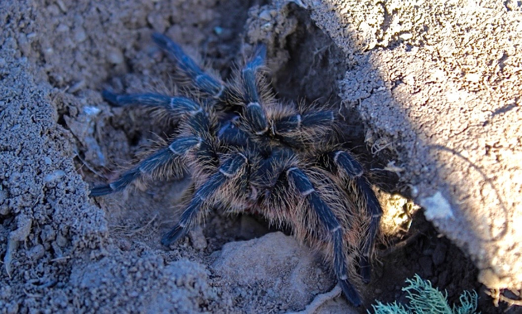 Grammostola vachoni - Argentine Crimson Gravedigger - Extremely Rare!