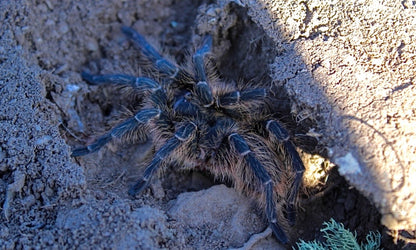 Grammostola vachoni - Argentine Crimson Gravedigger - Extremely Rare!
