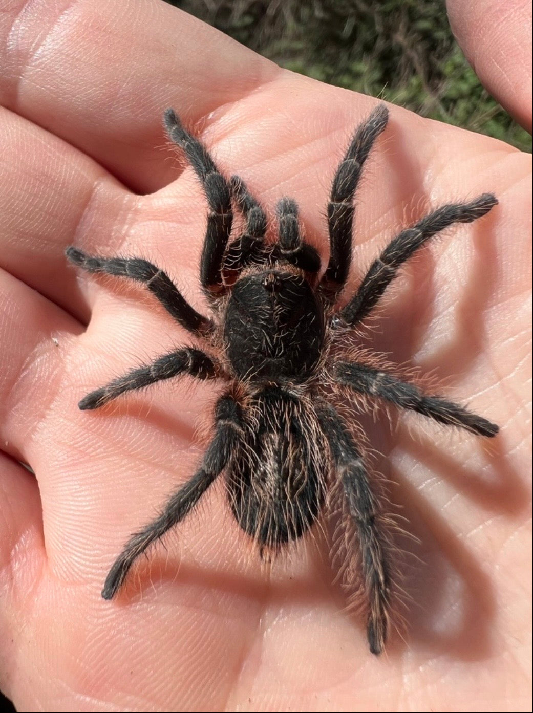 Grammostola vachoni - Argentine Crimson Gravedigger - Extremely Rare!