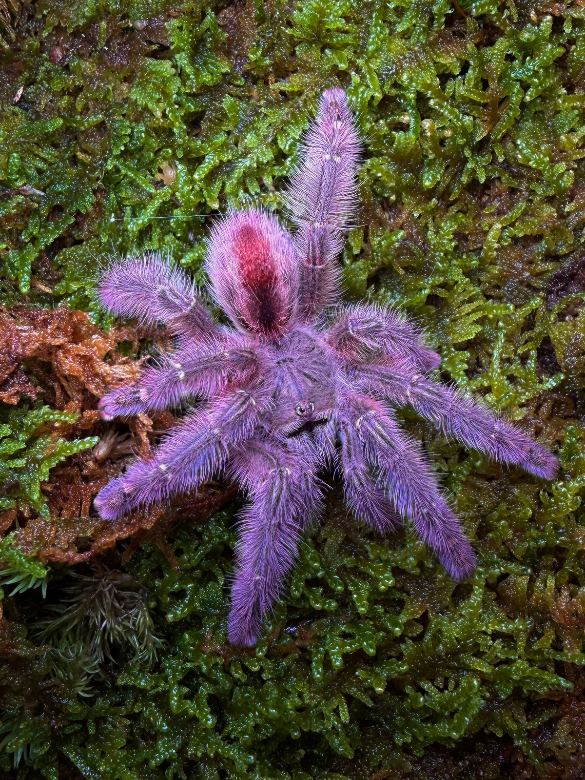 Iridopelma Hirsutum - Amazon Pink Ribbon - For Sale! - (Extremely Rare)