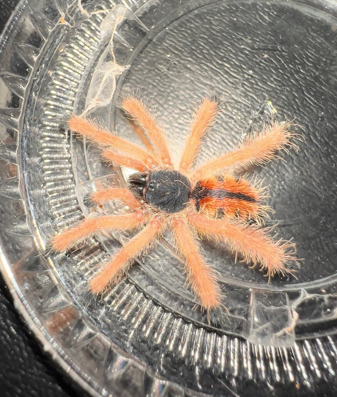 Juvenile Avicularia Braunshauseni tarantula 
