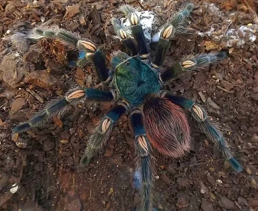 Euathlus sp. Hermosa - Dusky Teal Beauty - For Sale