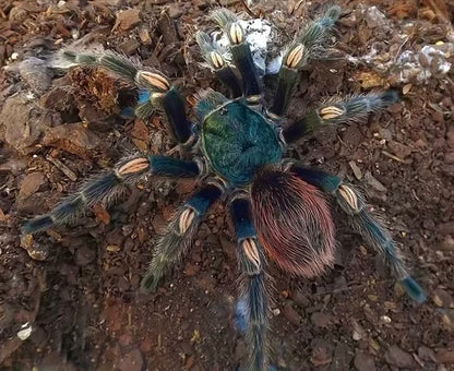 Euathlus sp. Hermosa - Dusky Teal Beauty - For Sale