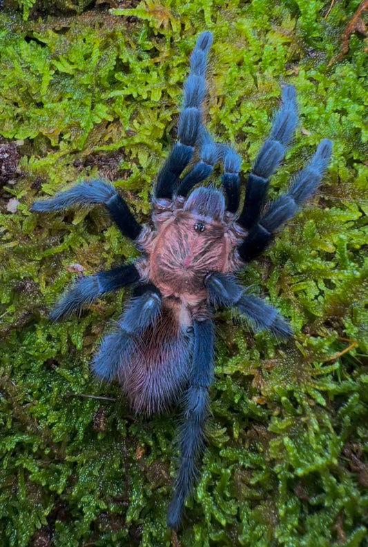 Bonnetina tanzeri - Mexican Sunset Tarantula - For Sale!