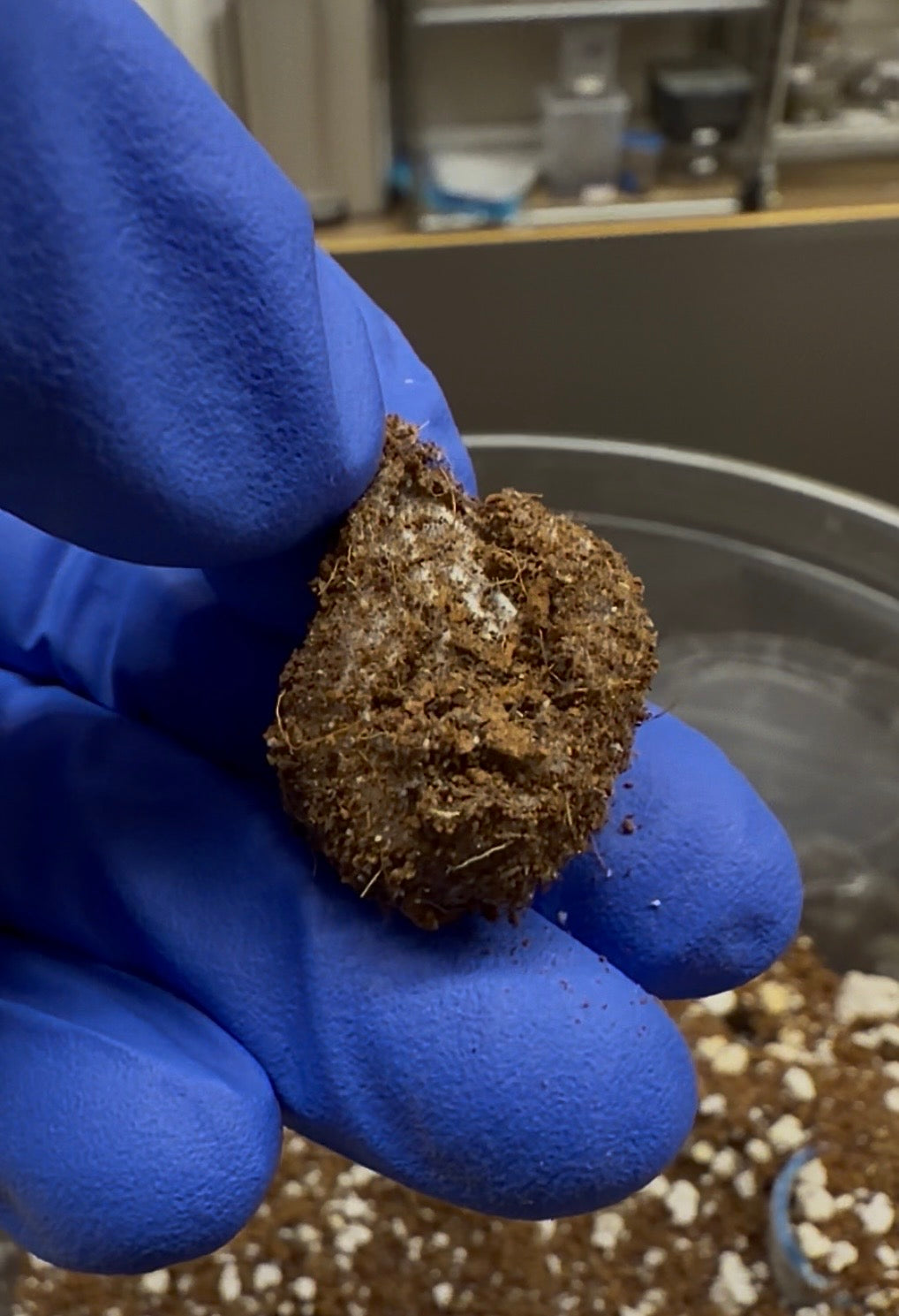Euathlus sp. Tigre Esmeralda - Egg Sack - First USA Breeding Project! 