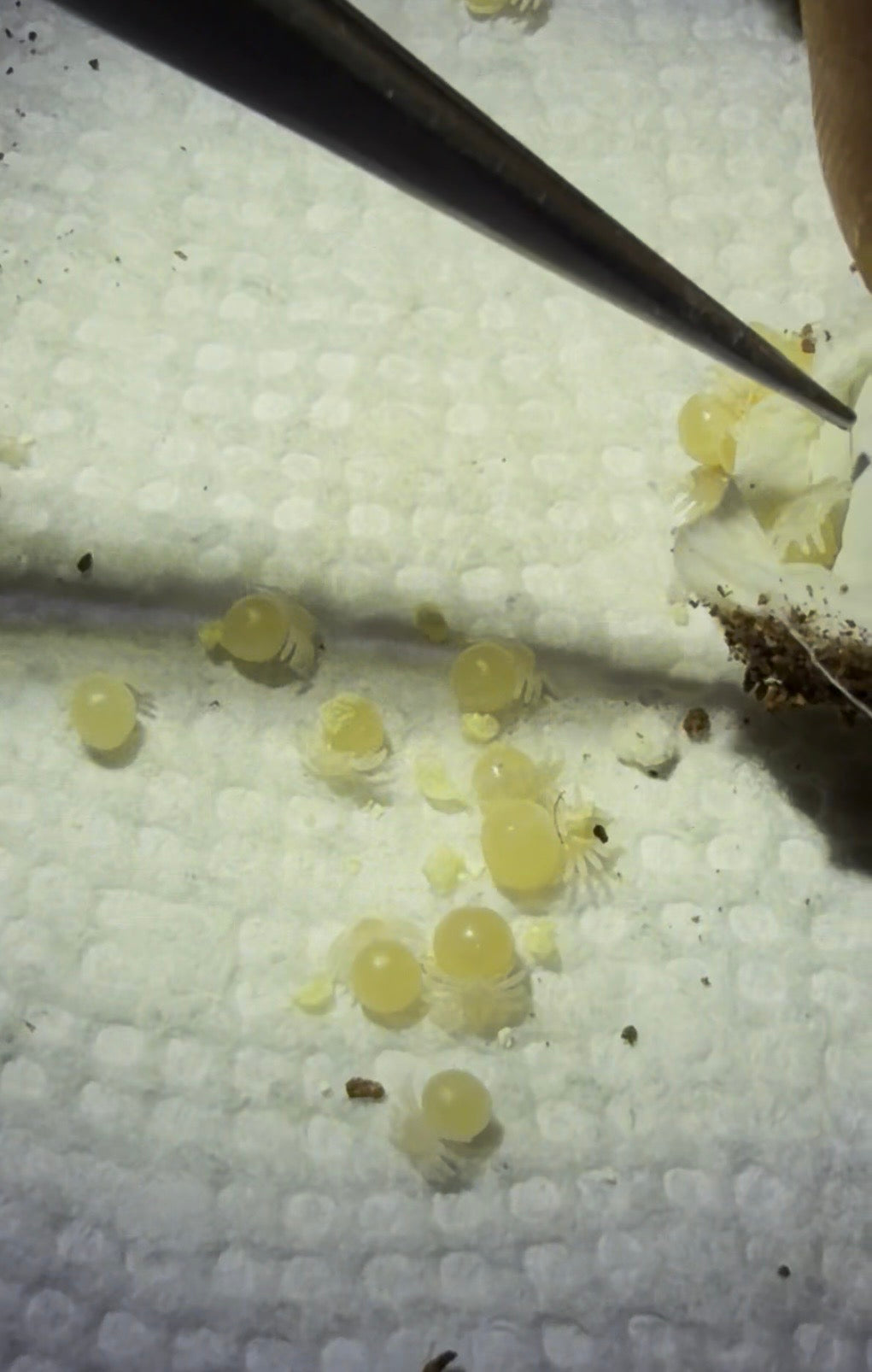 Euathlus sp. Tigre Esmeralda - Eggs With Legs - First USA Breeding Project! 
