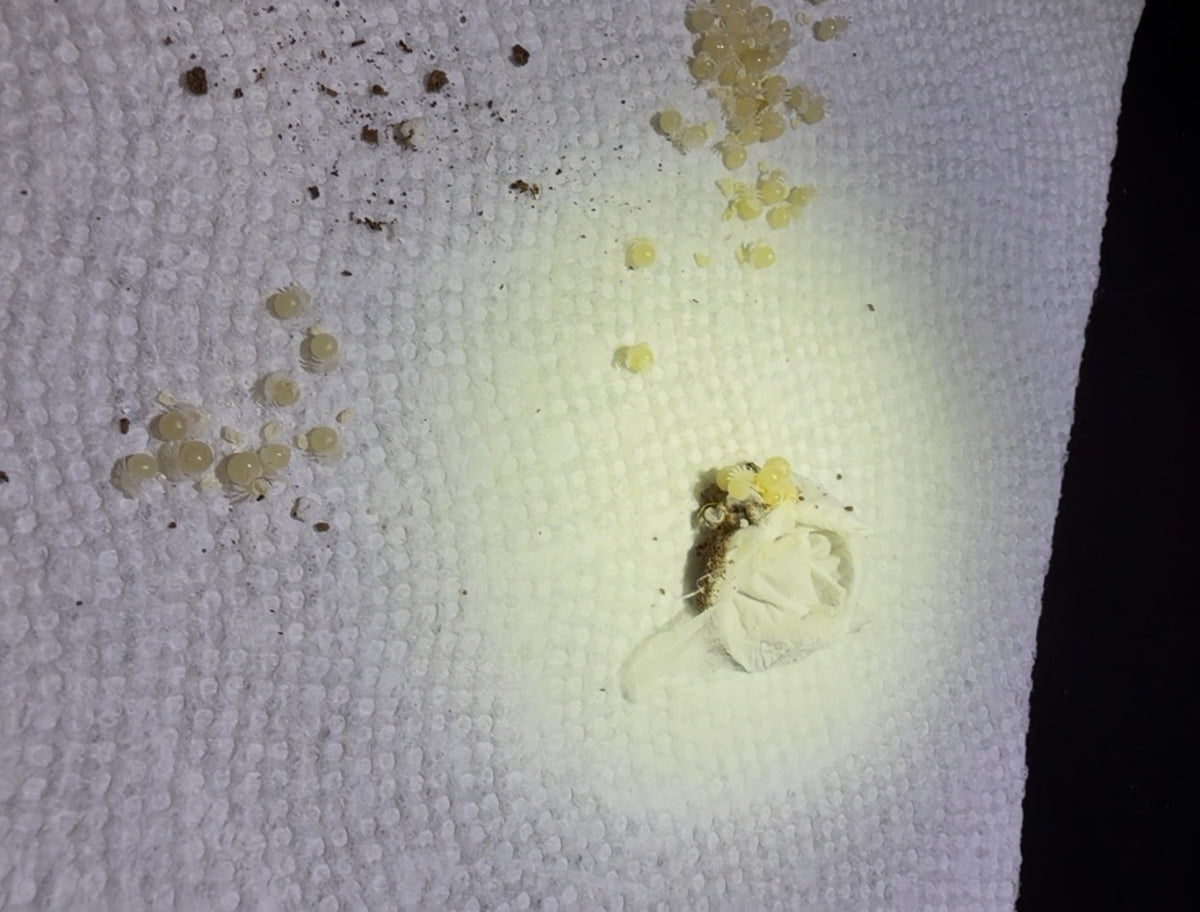 Euathlus sp. Tigre Esmeralda - First USA Breeding Project! 