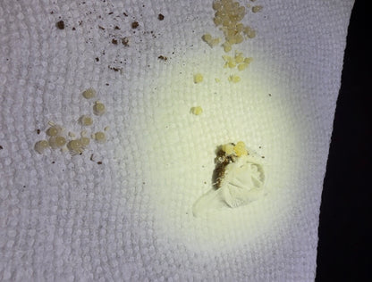 Euathlus sp. Tigre Esmeralda - First USA Breeding Project! 