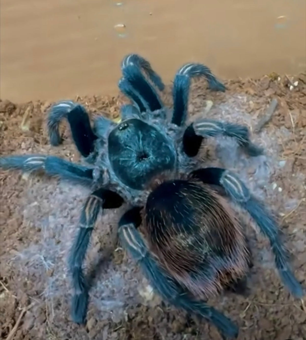 Euathlus sp. Hermosa - Dusky Teal Beauty - For Sale