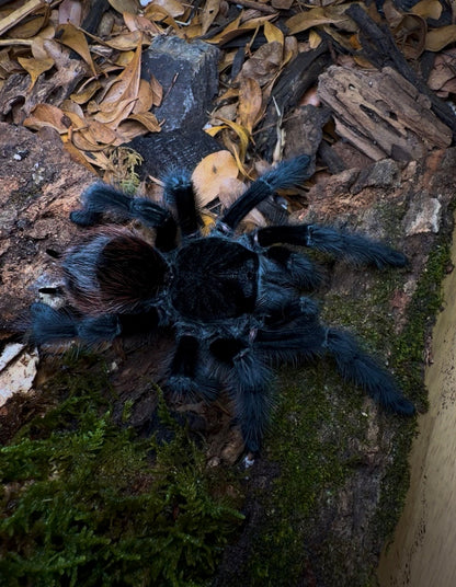 Grammostola actaeon - Velvet Black Bird Eater - For Sale