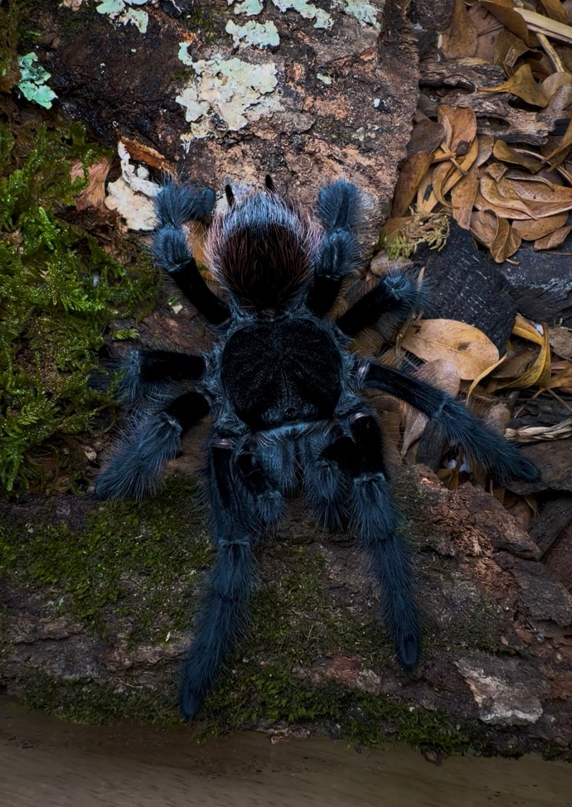 Grammostola actaeon - Velvet Black Bird Eater - For Sale