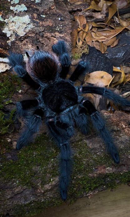 Grammostola actaeon - Velvet Black Bird Eater - For Sale
