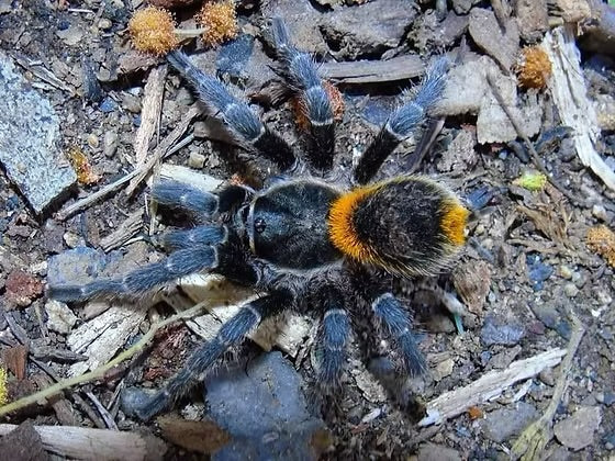 Homoeomma orellanai - Chilean Orange Flare - Adult Female