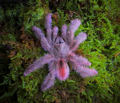 Iridopelma Hirsutum - Amazon Pink Ribbon - For Sale! - (Extremely Rare)