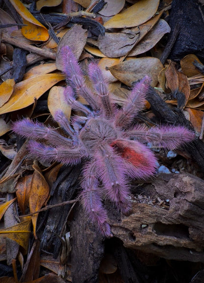 Iridopelma Hirsutum - Amazon Pink Ribbon - For Sale! - (Extremely Rare)