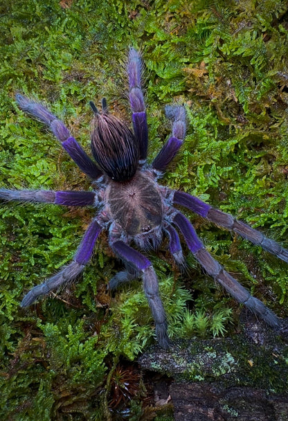 Pamphobeteus insignis (Columbia) - Columbian Royal Amethyst Bird-Eater - Female For Sale