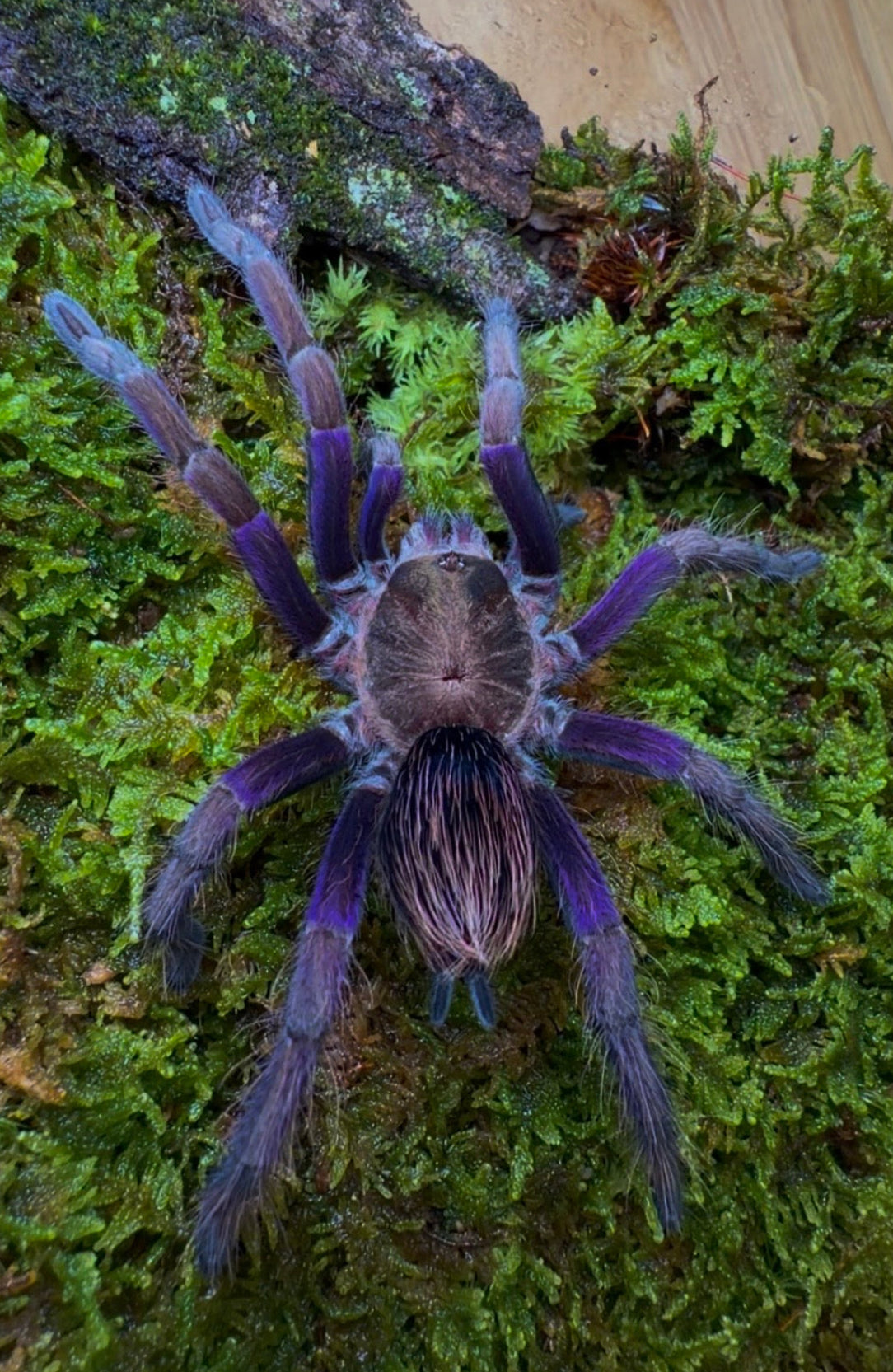 Pamphobeteus insignis (Columbia) - Columbian Royal Amethyst Bird-Eater - Female For Sale