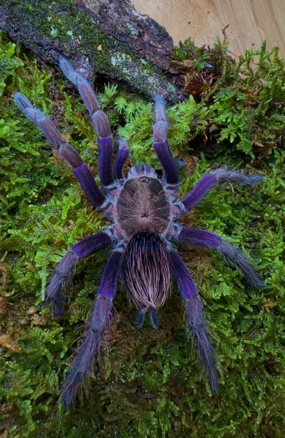 Pamphobeteus insignis (Columbia) - Columbian Royal Amethyst Bird-Eater - Female For Sale