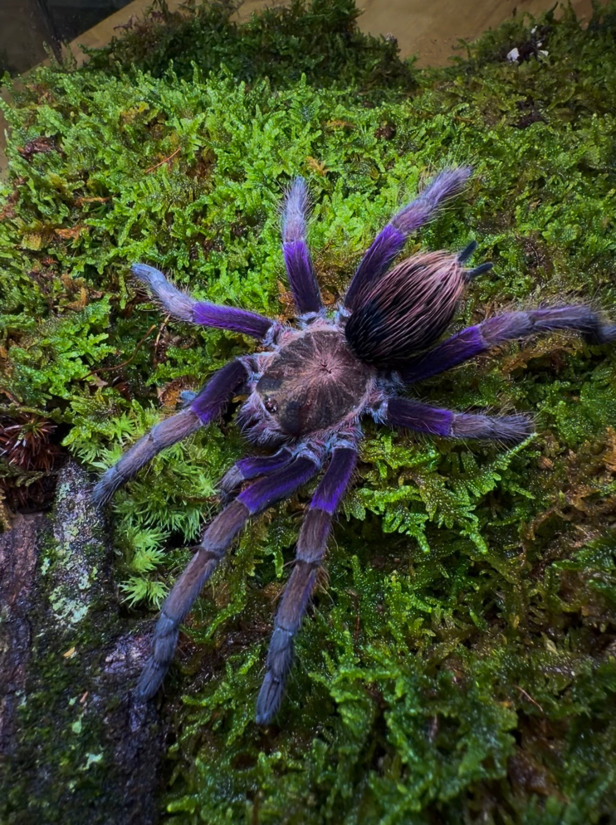 Pamphobeteus insignis (Columbia) - Columbian Royal Amethyst Bird-Eater - Female For Sale