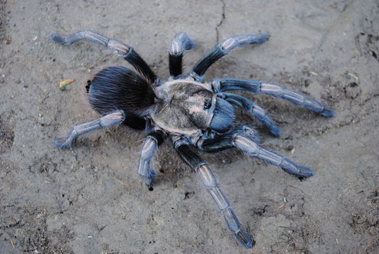 Lasiodorides polycuspulatus – Polychromatic Bird Eater - For Sale!