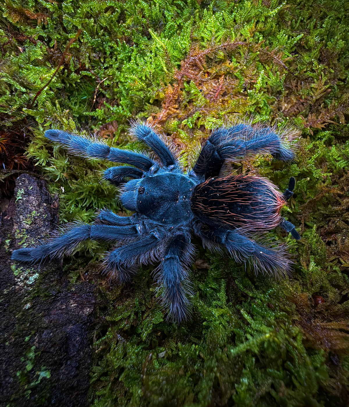 Aphonopelma Marxi (Sky Island C.F.) - The American Blue Fuego - For sale