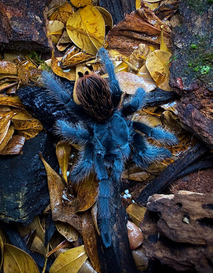 Aphonopelma Marxi (Sky Island C.F.) - The American Blue Fuego - For sale