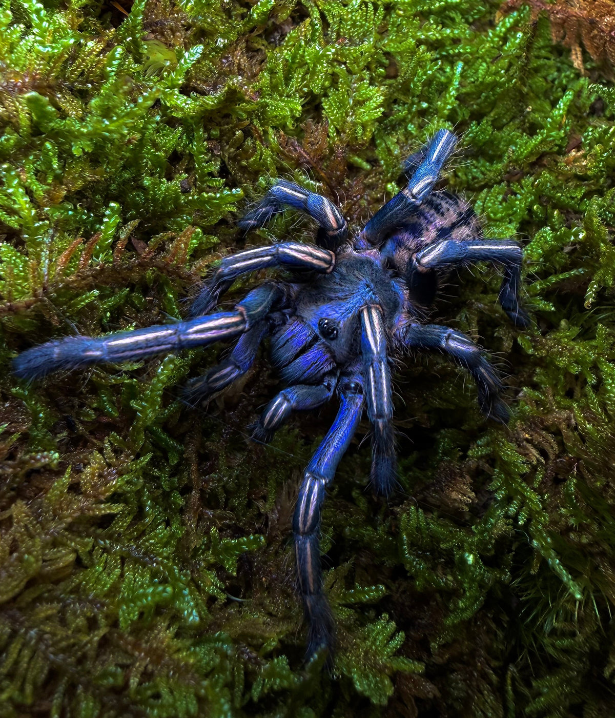 Melopoeus albostriatus – Thai Purple Zebra Tarantula - For Sale!