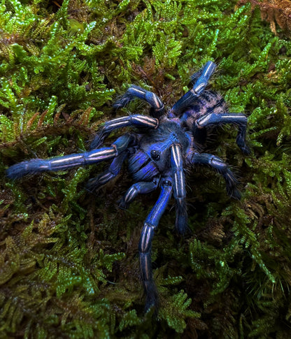 Melopoeus albostriatus – Thai Purple Zebra Tarantula - For Sale!