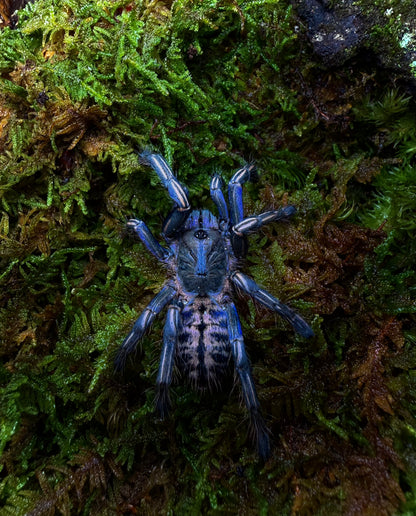 Melopoeus albostriatus – Thai Purple Zebra Tarantula - For Sale!