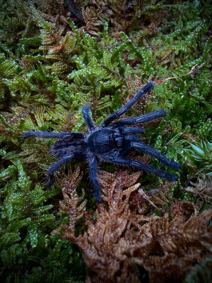 Melopoeus albostriatus – Thai Purple Zebra Tarantula - For Sale!