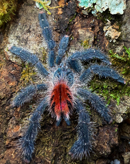 Avicularia variegata - Giant Blue/Red Grizzled PinkToe - For Sale!