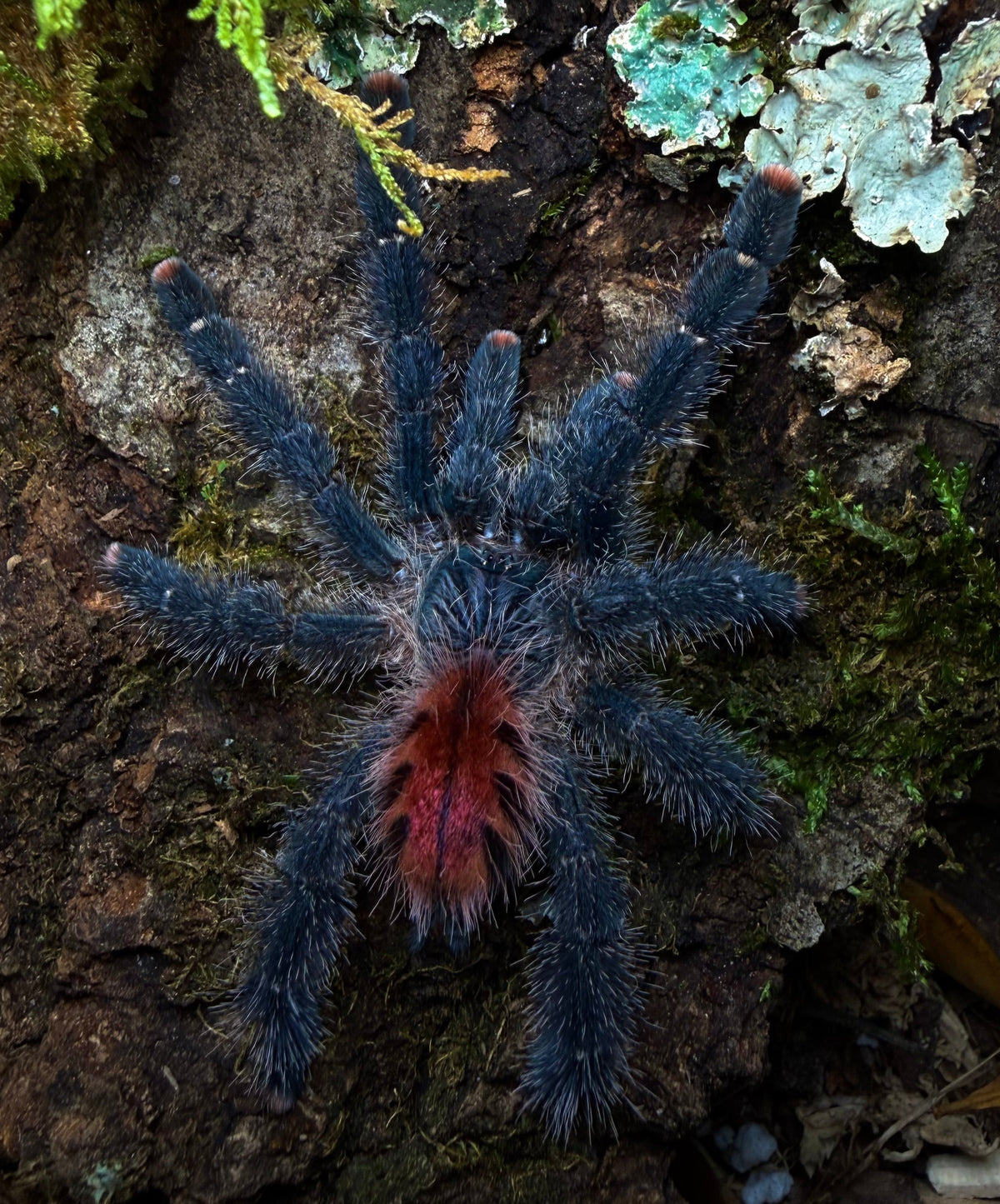Avicularia variegata - Giant Blue/Red Grizzled PinkToe - For Sale!