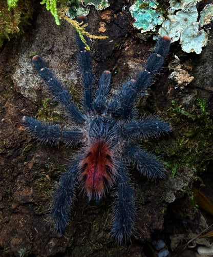 Avicularia variegata - Giant Blue/Red Grizzled PinkToe - For Sale!