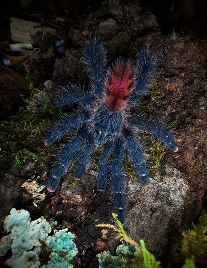 Avicularia variegata - Giant Blue/Red Grizzled PinkToe - For Sale!