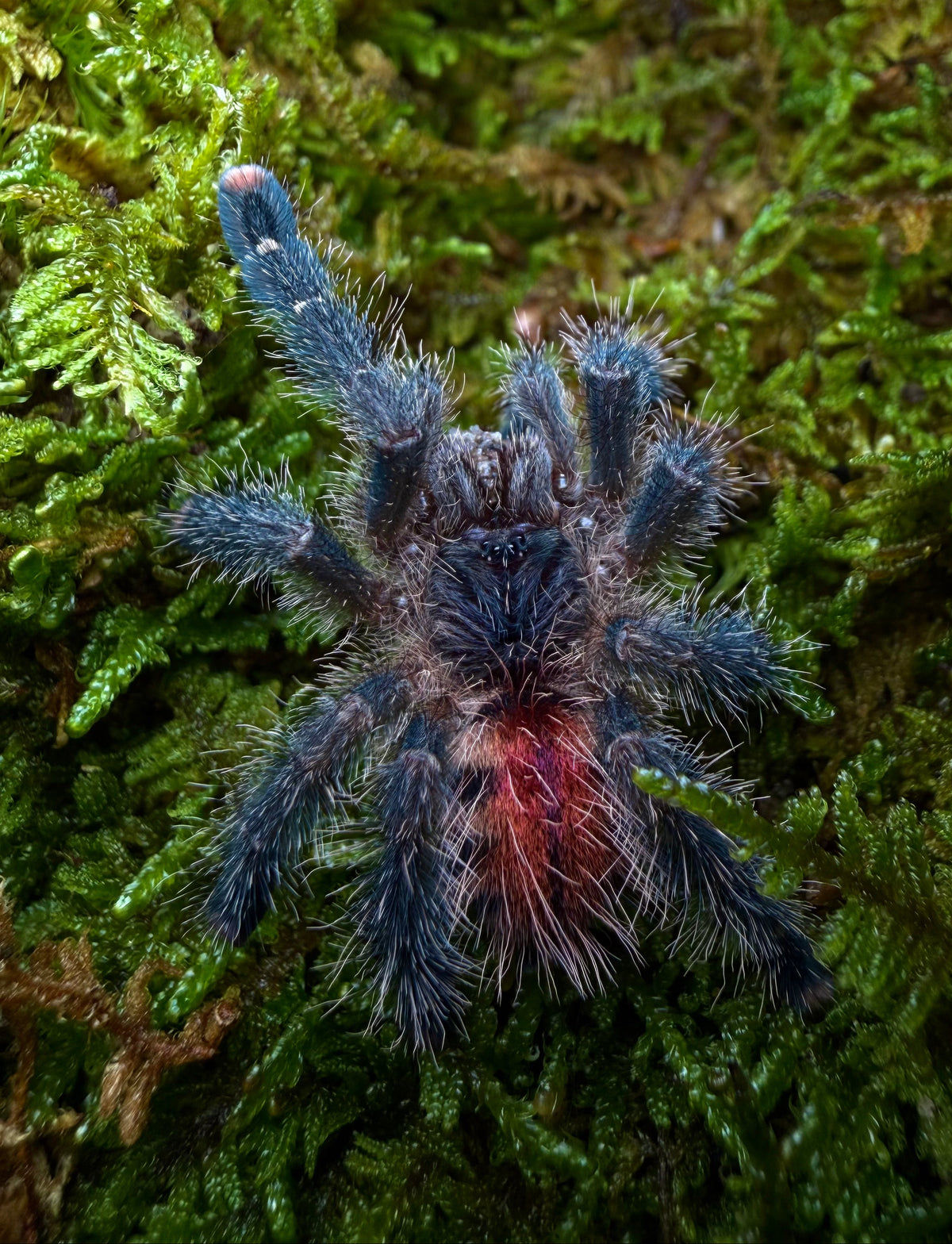 Avicularia variegata - Giant Blue/Red Grizzled PinkToe - For Sale!