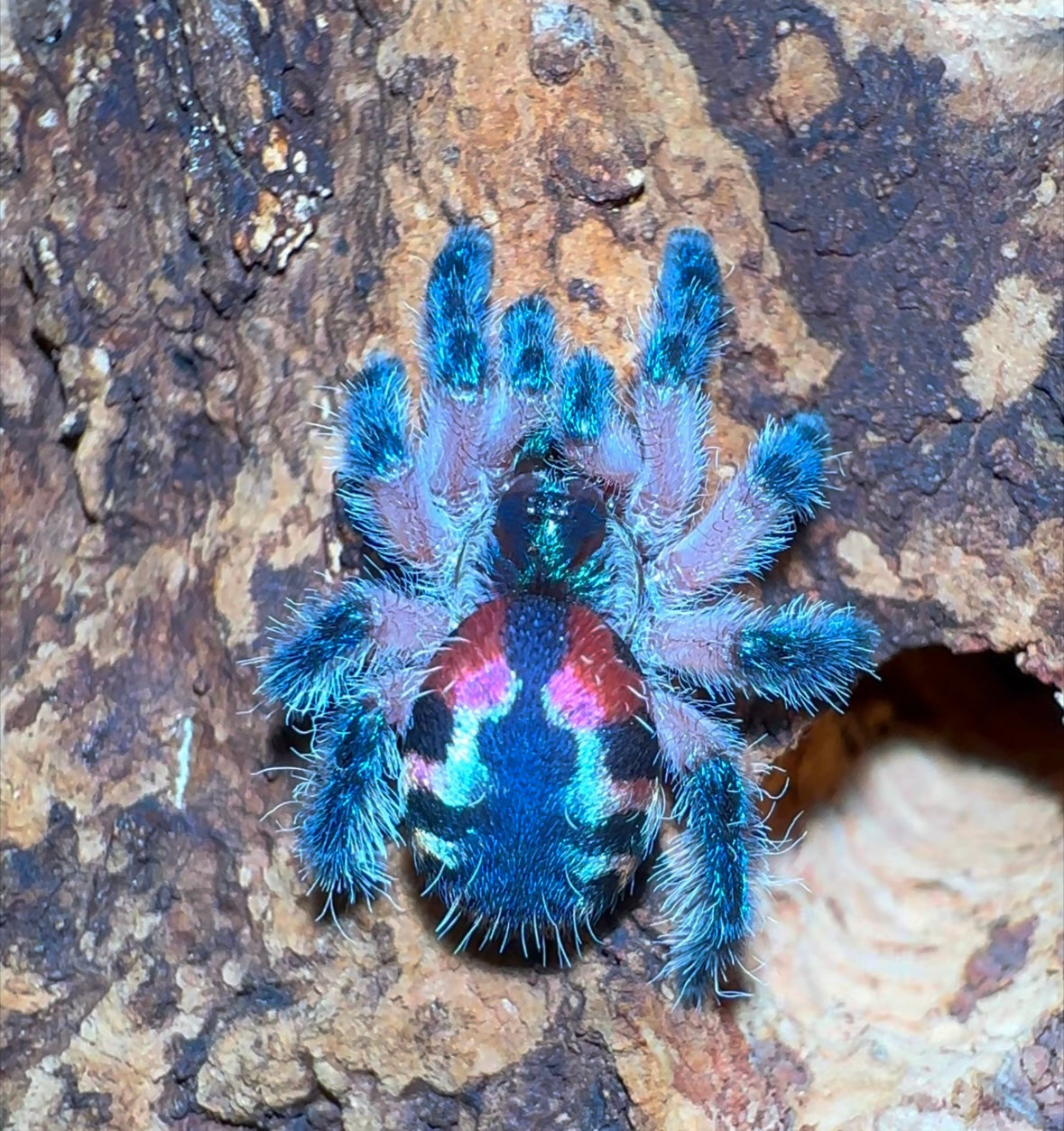 Brazilian Jewel Tarantula - Typhochlaena seladonia - For Sale! - In Stock