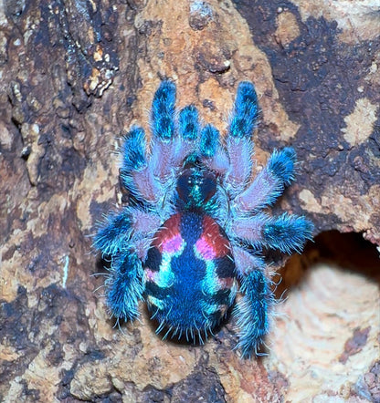 Brazilian Jewel Tarantula - Typhochlaena seladonia - For Sale! - In Stock