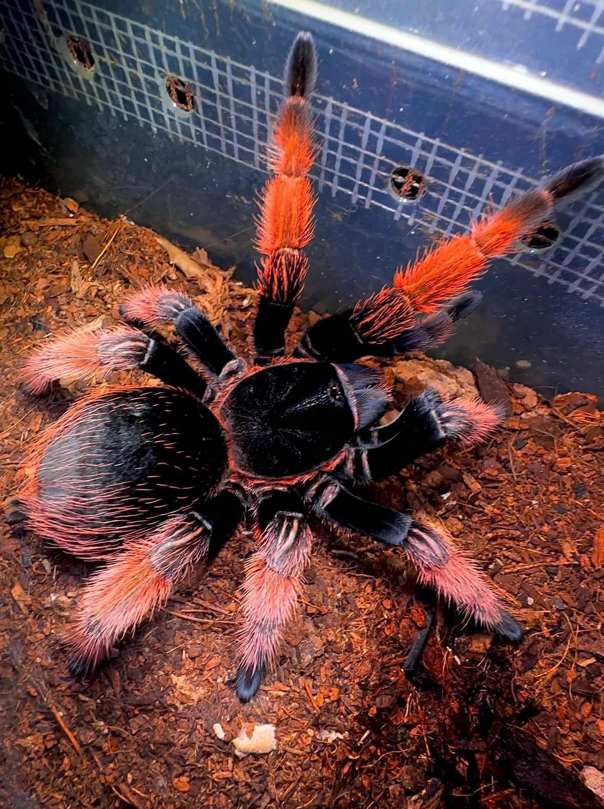 Brachypelma klassi - Mexican Pink Leg Tarantula up close detail 