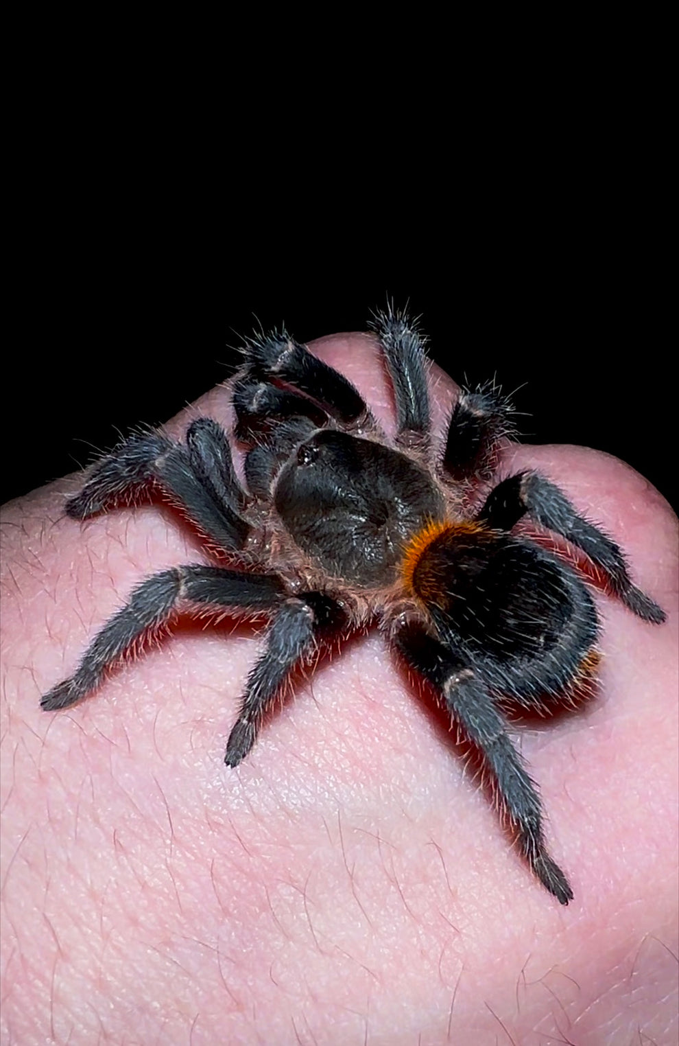Homoeomma chilensis — The Chilean Flame Rump - For Sale! – Westside