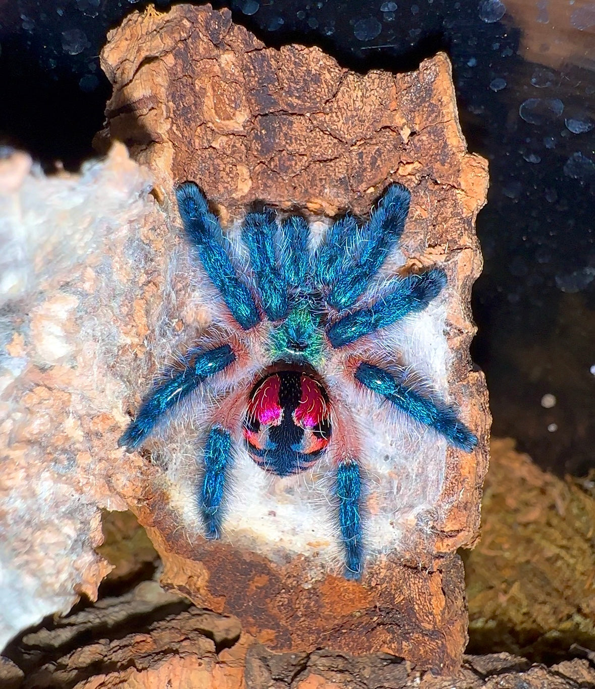 Brazilian Jewel Tarantula - Typhochlaena seladonia - For Sale! - In Stock