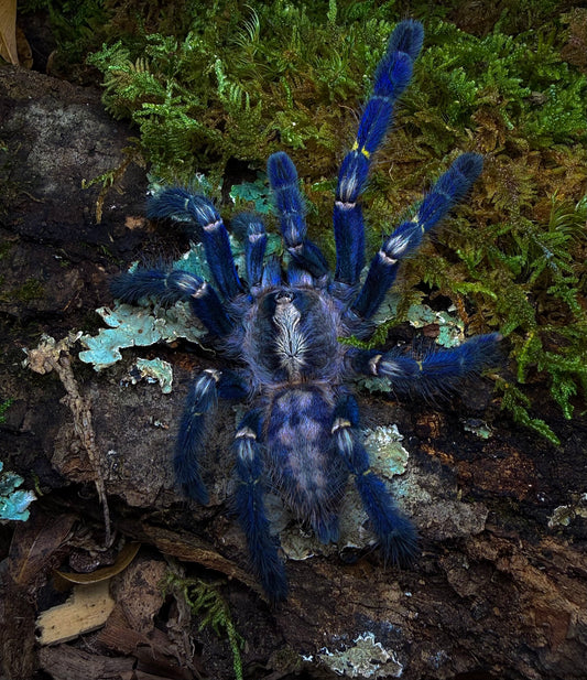 Poecilotheria metallica – Gooty Sapphire Ornamental – For Sale