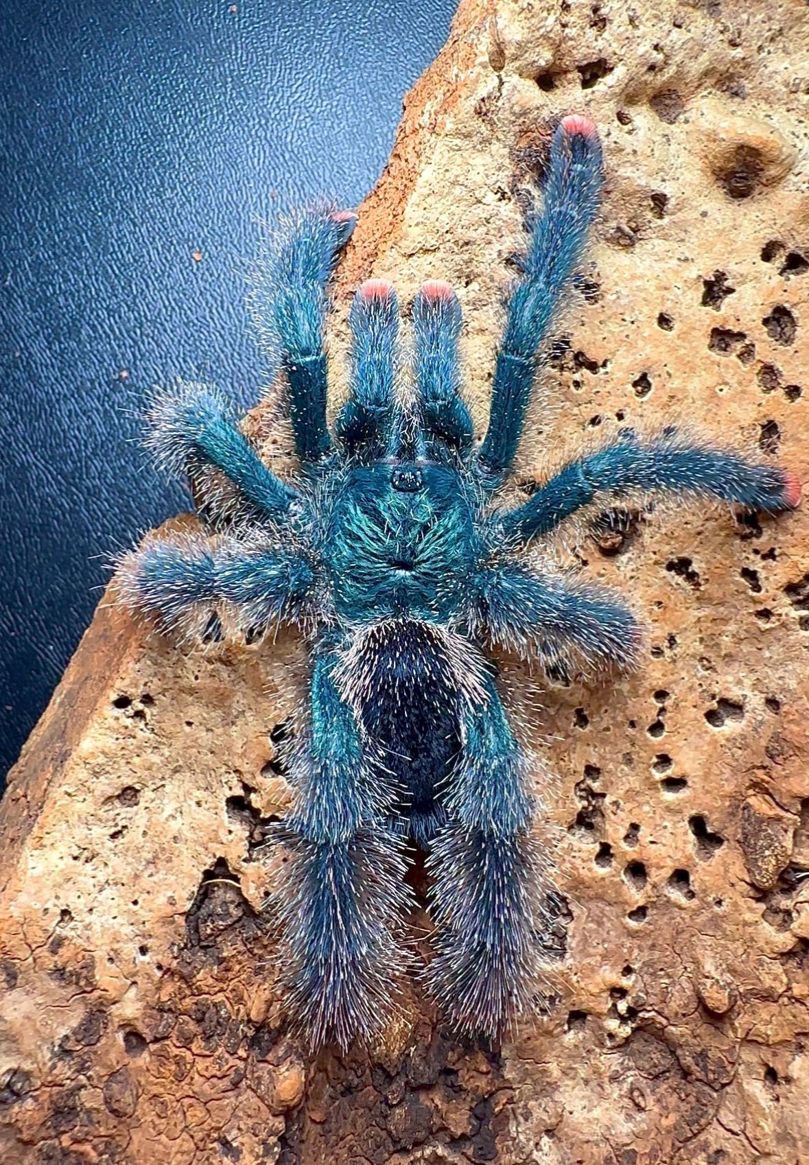 Avicularia metallica white hair on hand spread out 