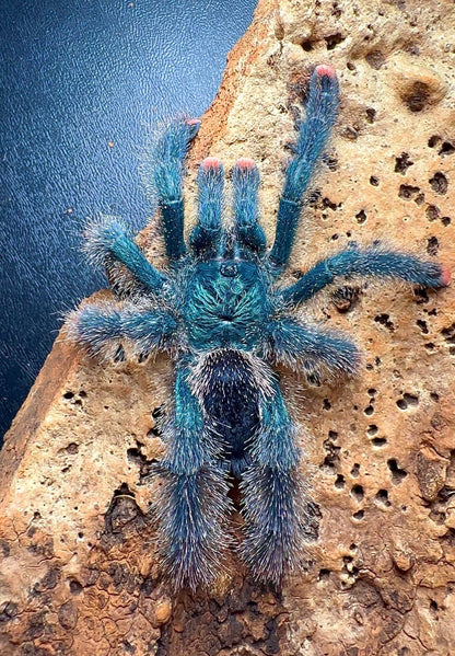 Avicularia metallica white hair on hand spread out 