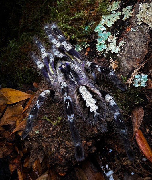 Poecilotheria regalis - Indian Ornamental - Communal For Sale!